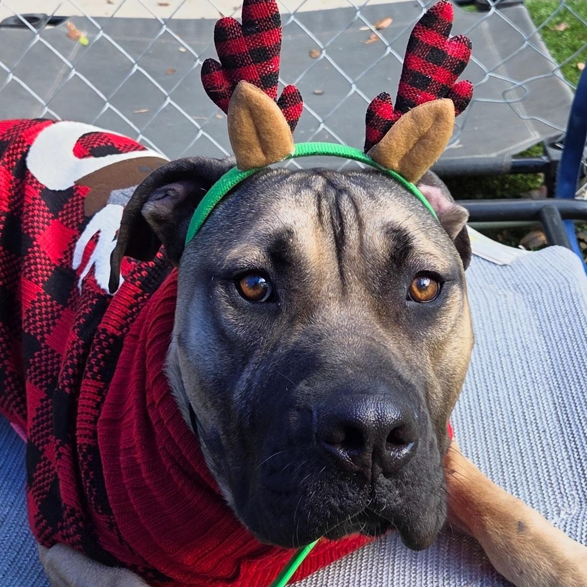 Han Solo, Adoptable, Young Male Mastiff & Pit Bull Terrier.