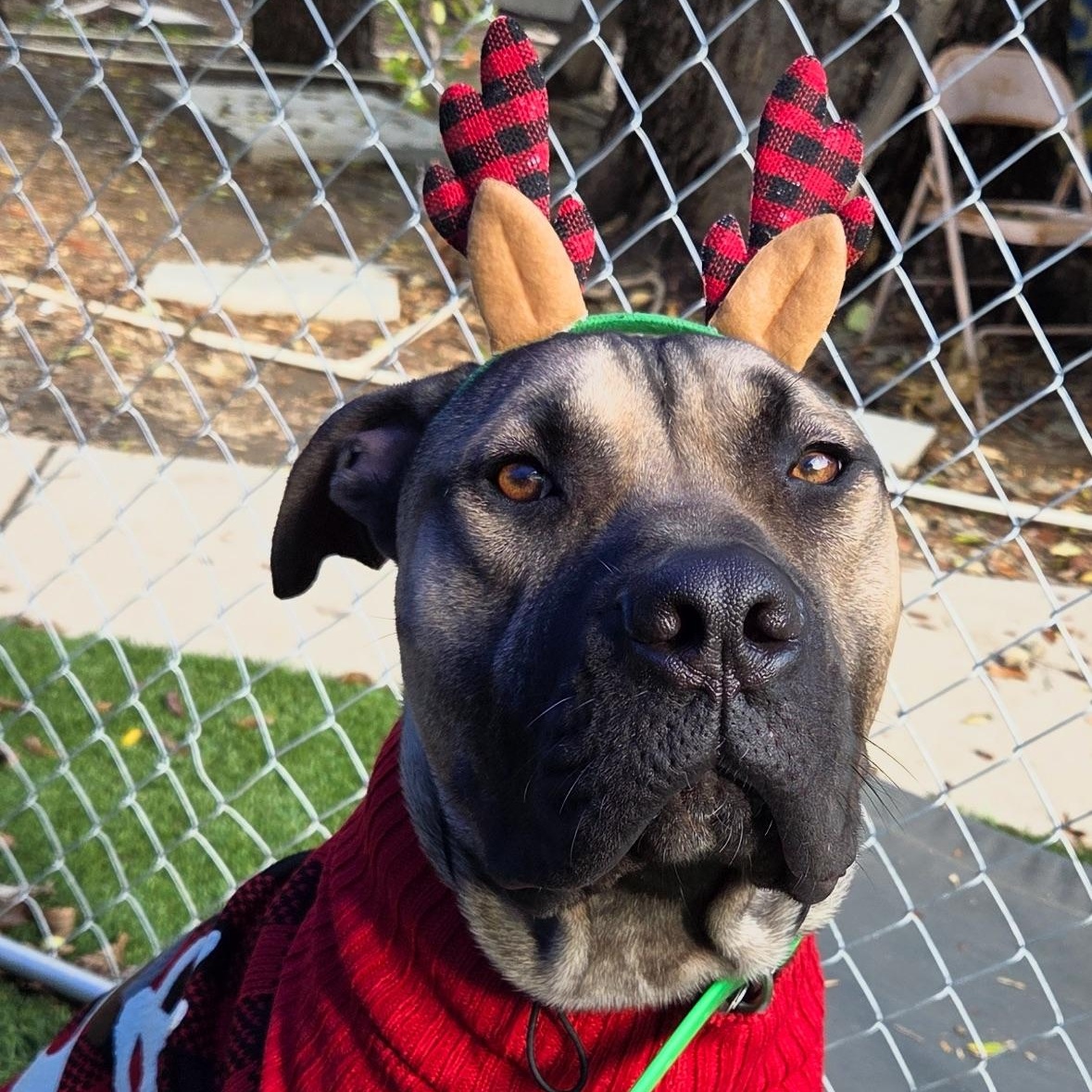Enlarge Han Solo, a Adoptable mixed breed in Sun Valley, CA image 2/6