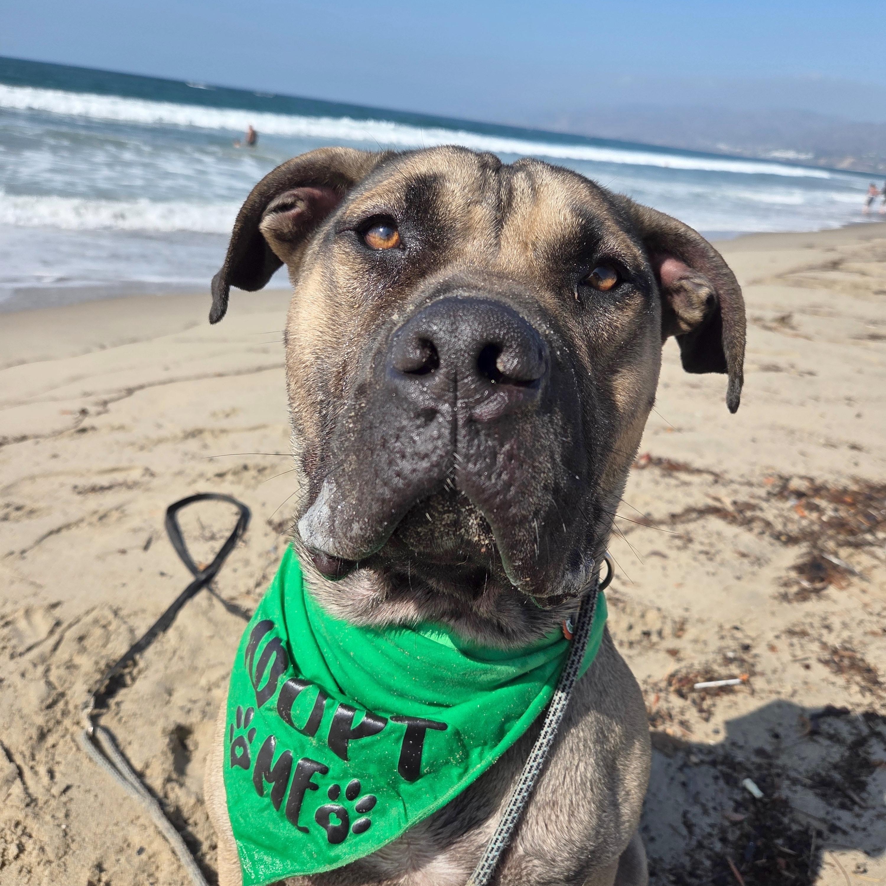 Enlarge Han Solo, a Adoptable mixed breed in Sun Valley, CA image 3/6