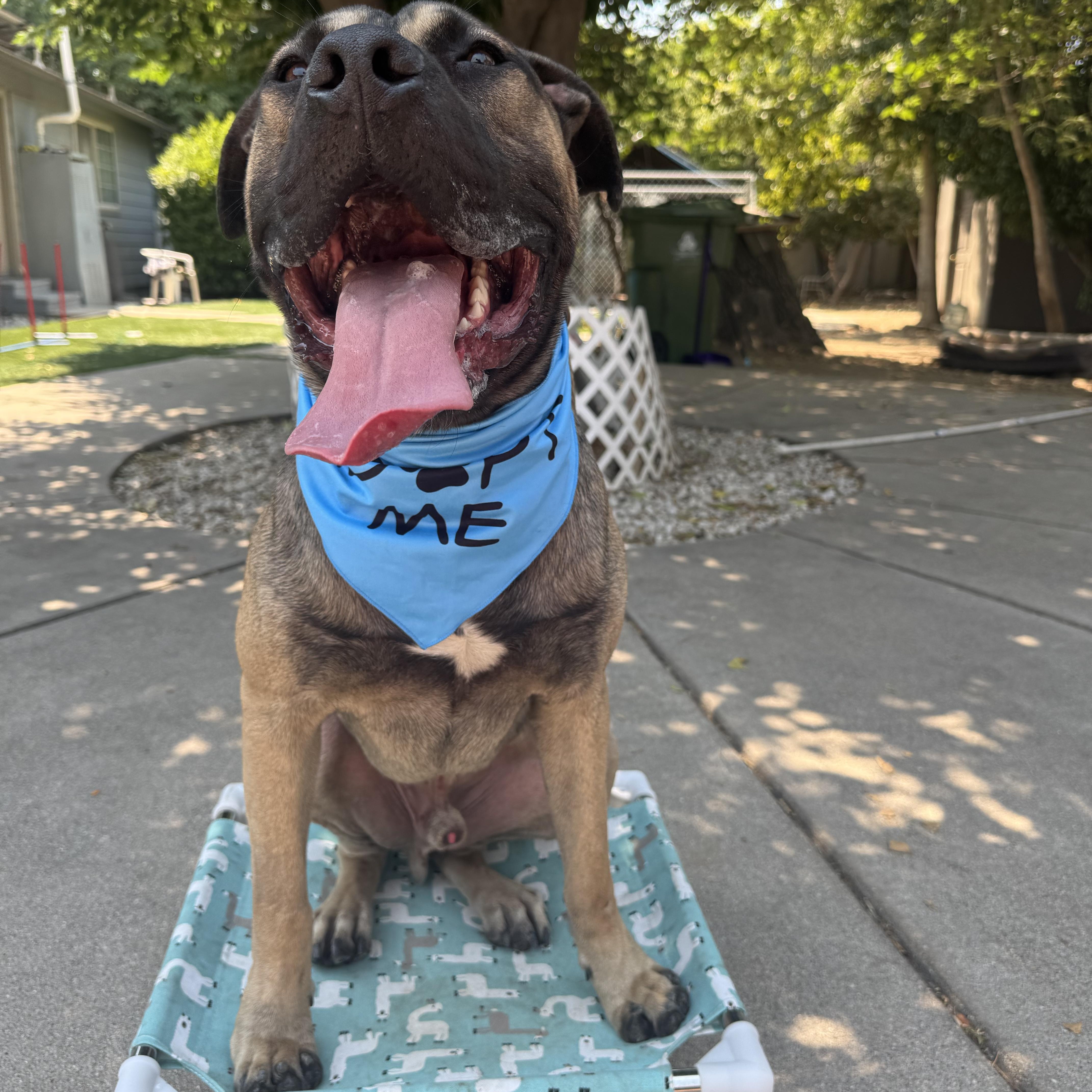 Enlarge Han Solo, a Adoptable mixed breed in Sun Valley, CA image 5/6
