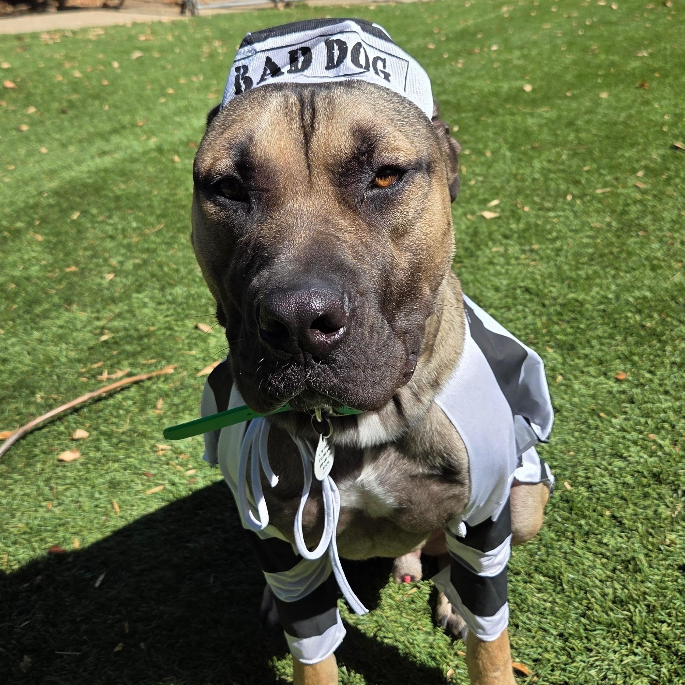 Enlarge Han Solo, a Adoptable mixed breed in Sun Valley, CA image 4/6