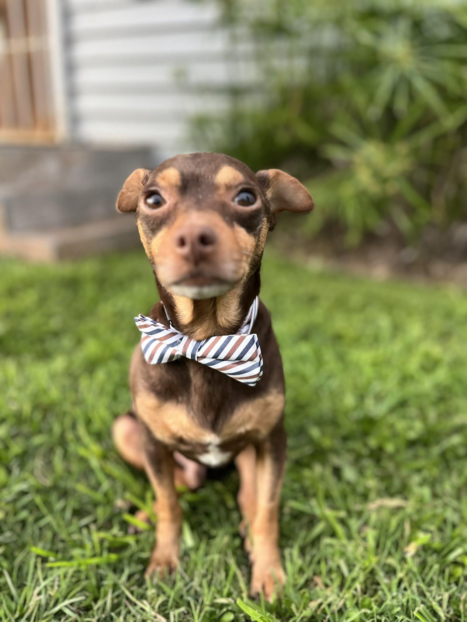 Enlarge Twinkie, an adopted mixed breed in Poway, CA image 4/4