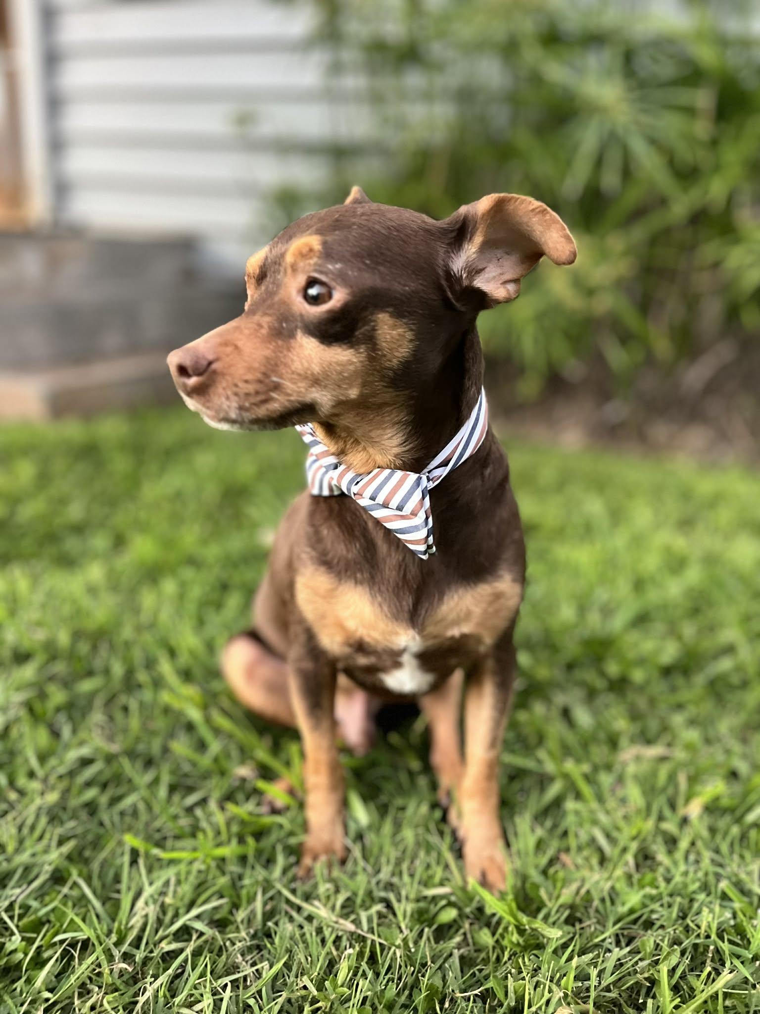 Enlarge Twinkie, an adopted mixed breed in Poway, CA image 3/4