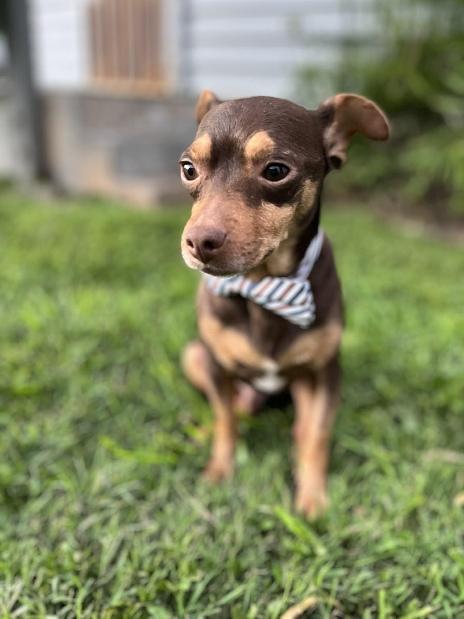 Twinkie, adopted, Adult Male Chihuahua & Miniature Pinscher.