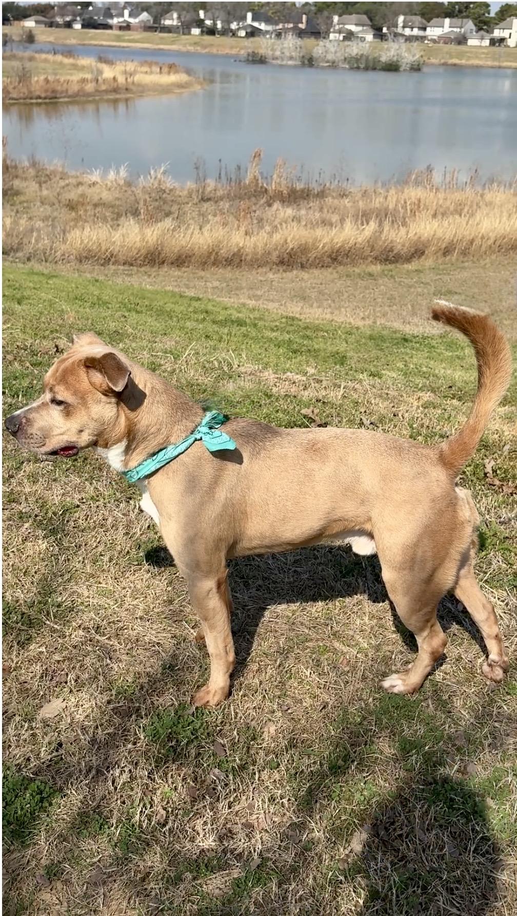 Enlarge HELMUT- beautiful boy!, a Adoptable mixed breed in Boston, MA image 4/5