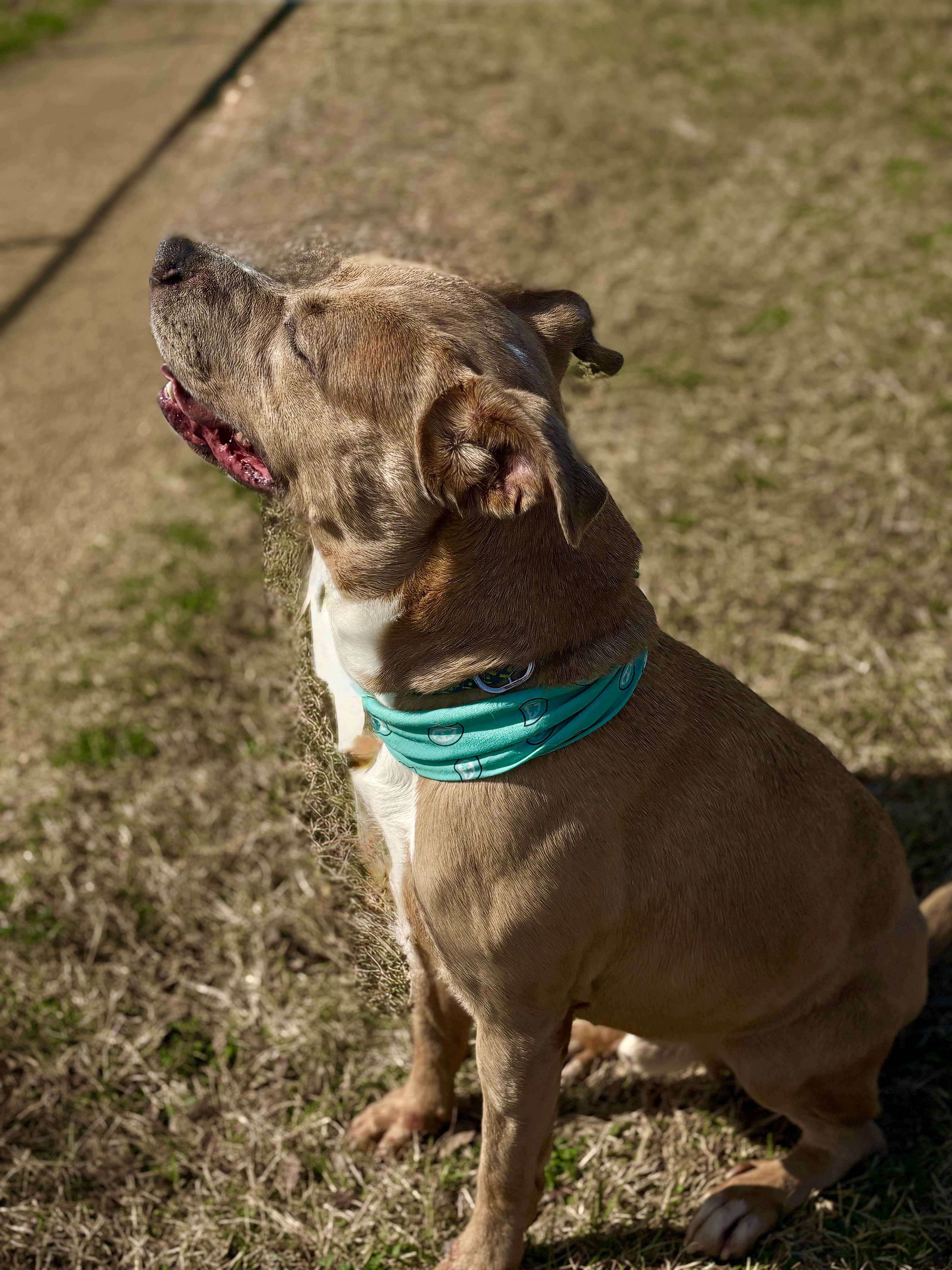 Enlarge HELMUT- beautiful boy!, a Adoptable mixed breed in Boston, MA image 3/5