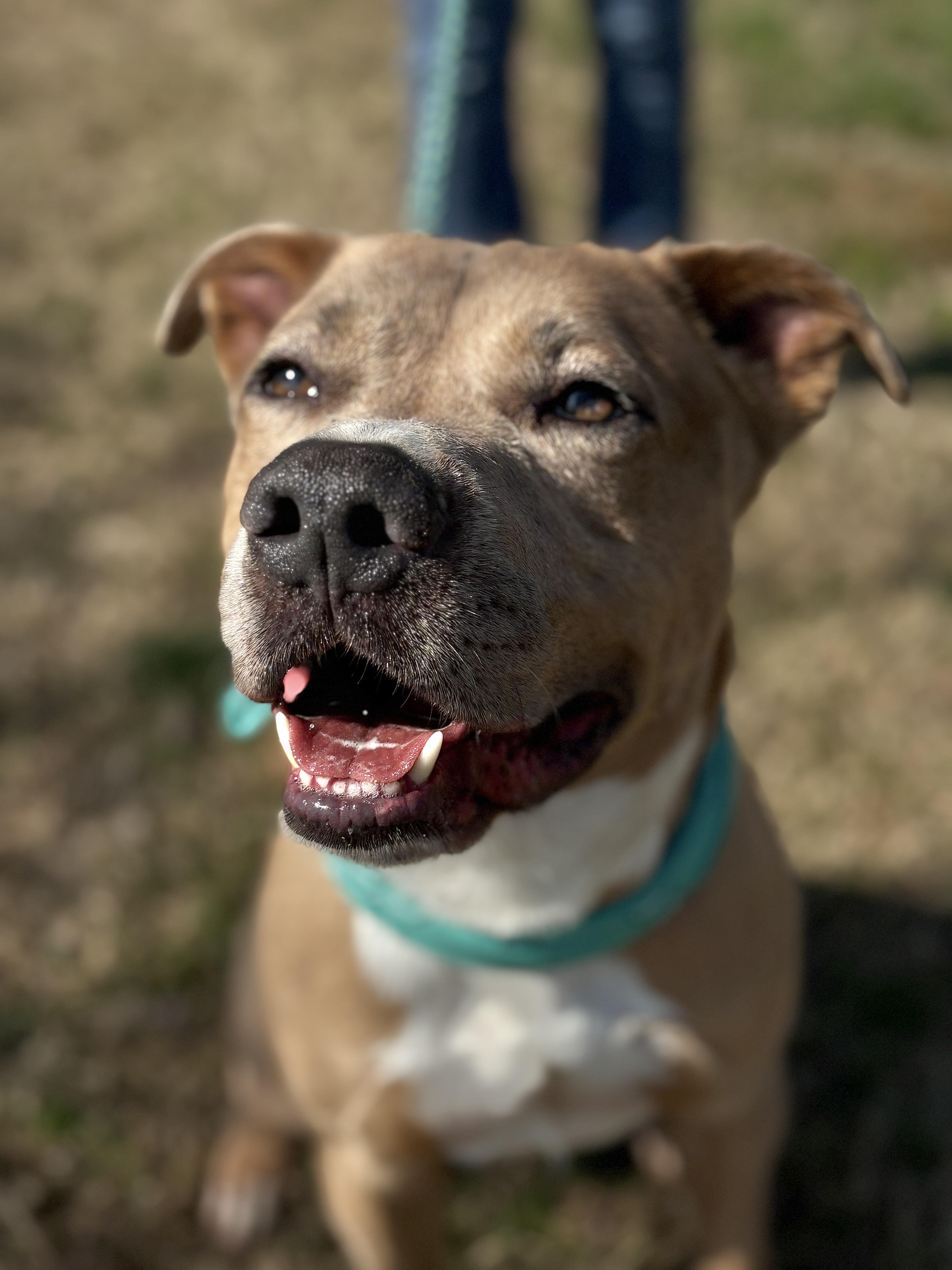 Enlarge HELMUT- beautiful boy!, a Adoptable mixed breed in Boston, MA image 5/5
