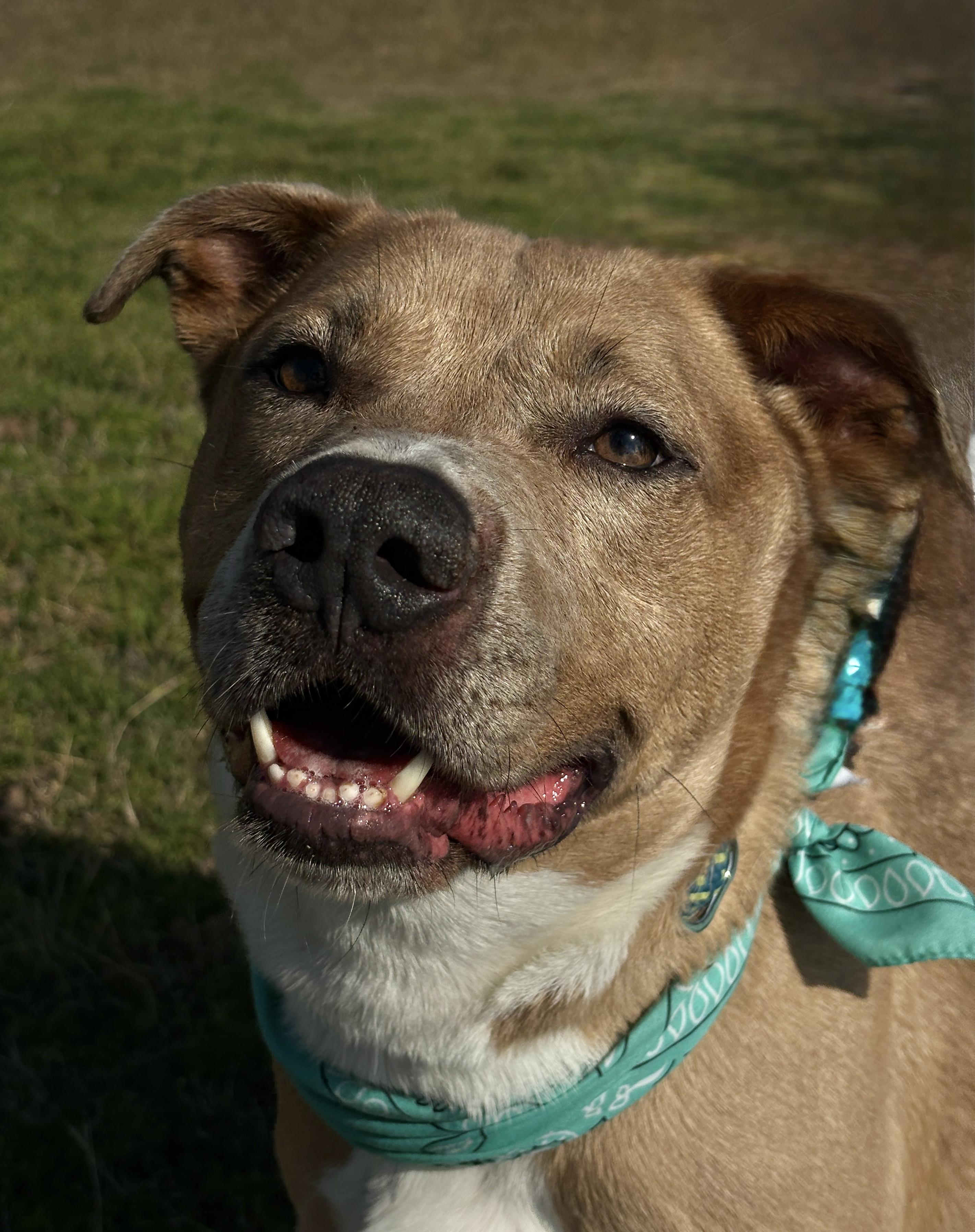 HELMUT- beautiful boy!, Adoptable, Adult Male Pit Bull Terrier & Labrador Retriever.