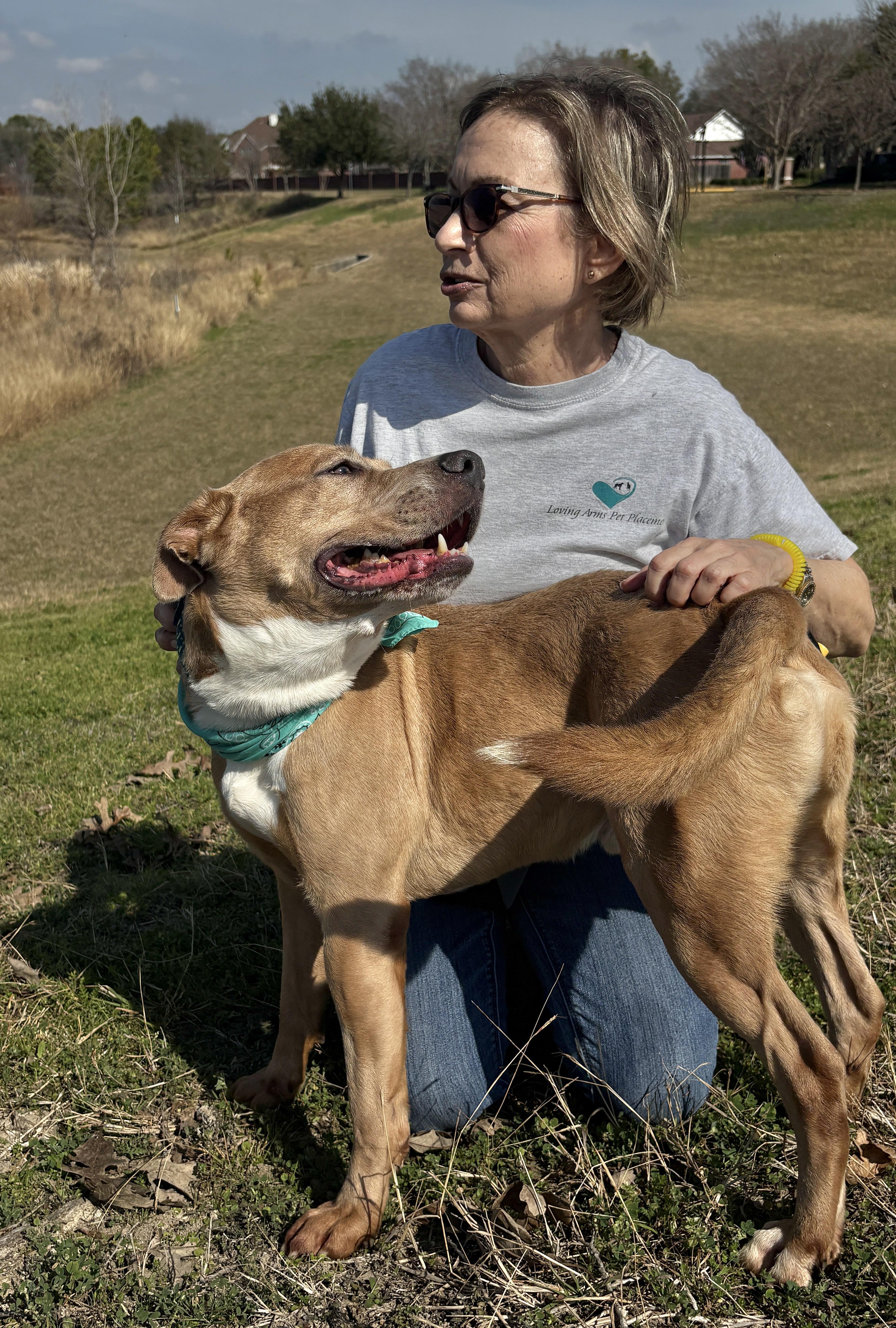 Enlarge HELMUT- beautiful boy!, a Adoptable mixed breed in Boston, MA image 2/5