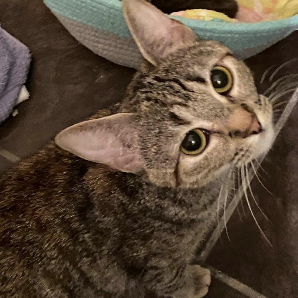 Enlarge Lorna, a Adoptable Domestic Short Hair in Foley, AL image 1/2