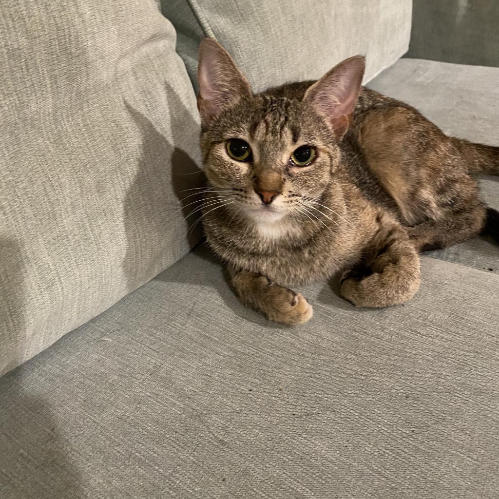 Enlarge Lorna, a Adoptable Domestic Short Hair in Foley, AL image 2/2