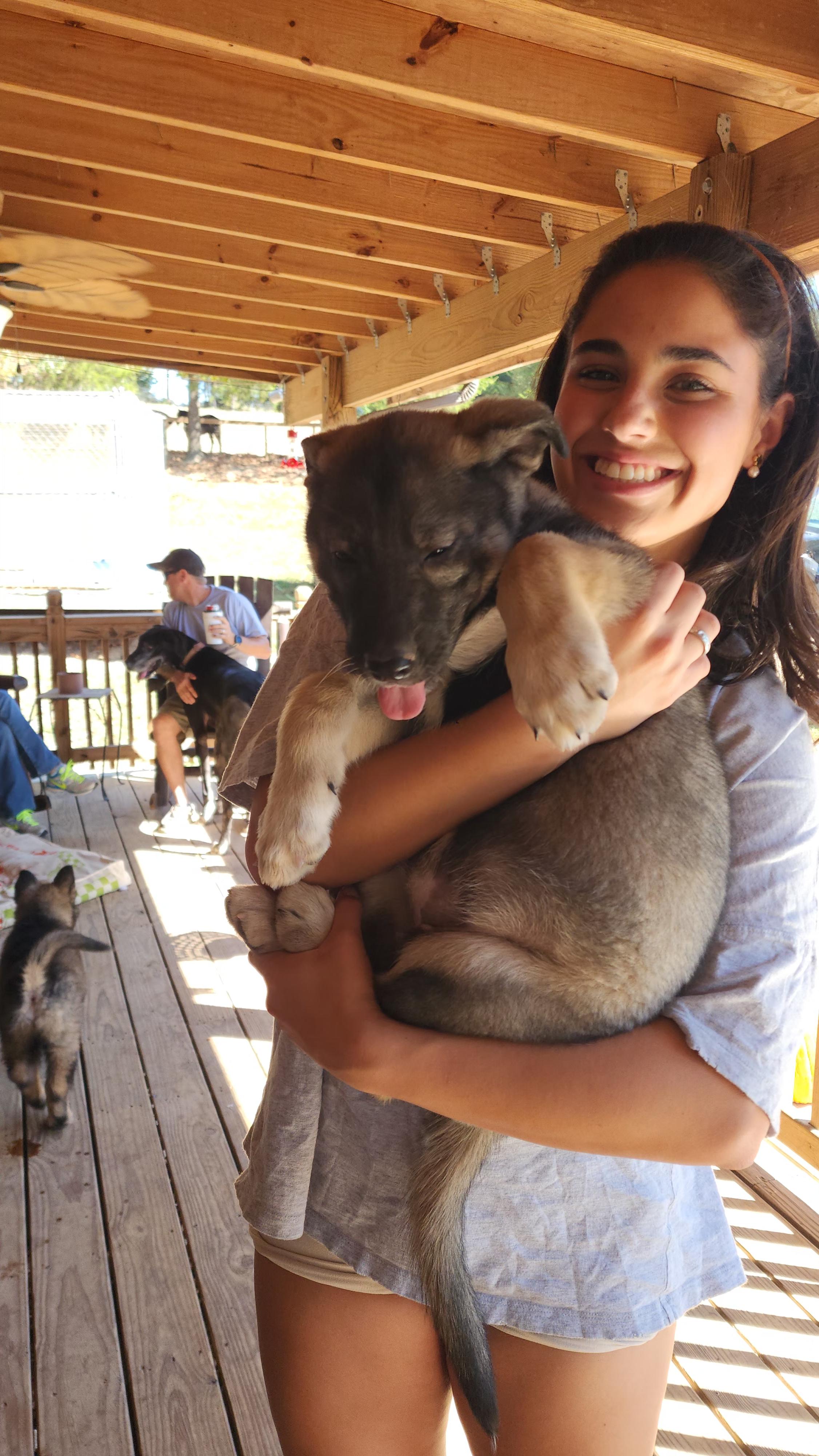 Enlarge Sarge, a Adopted German Shepherd Dog in Dittmer, MO image 1/4