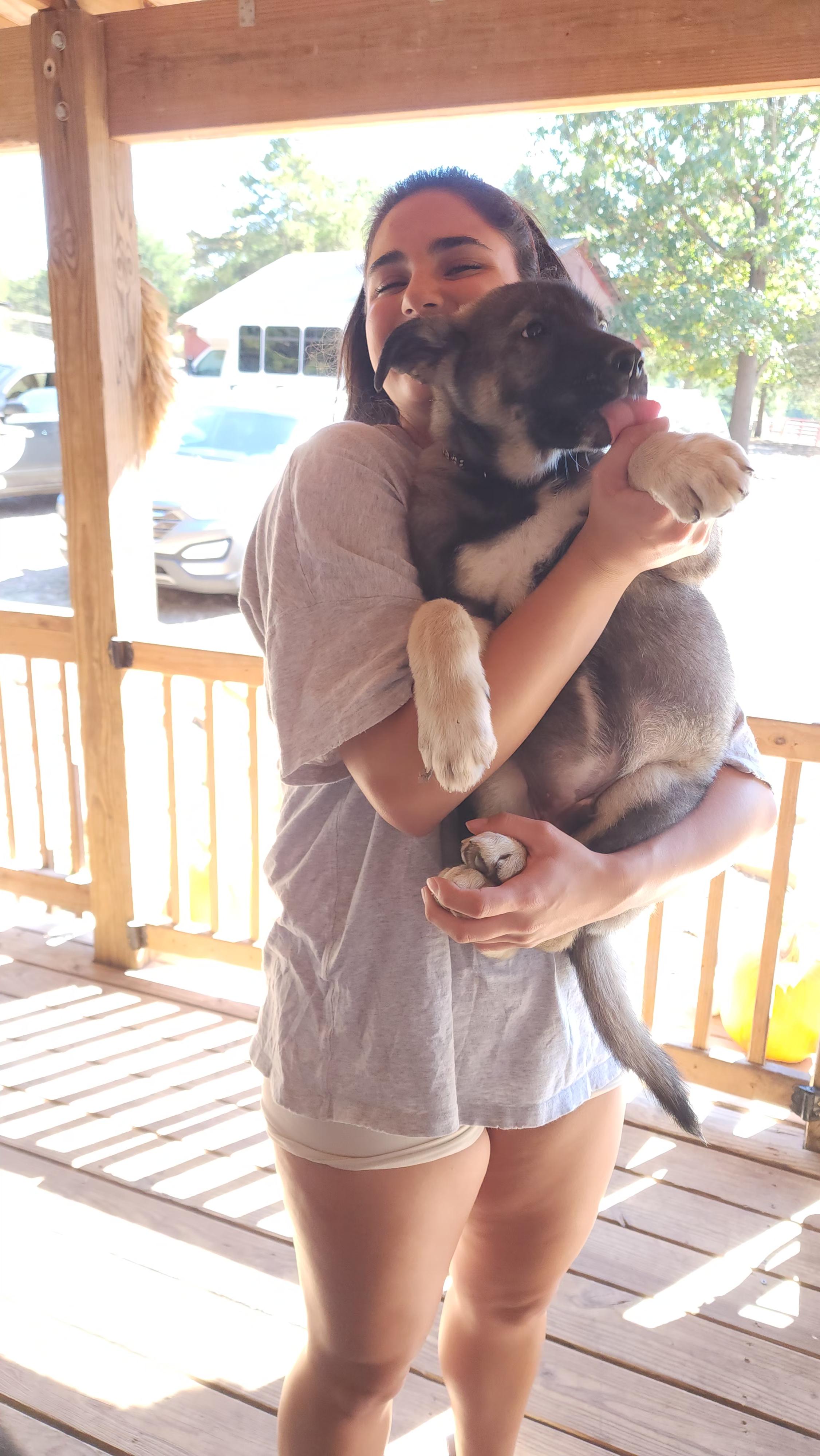 Enlarge Sarge, a Adopted German Shepherd Dog in Dittmer, MO image 2/4