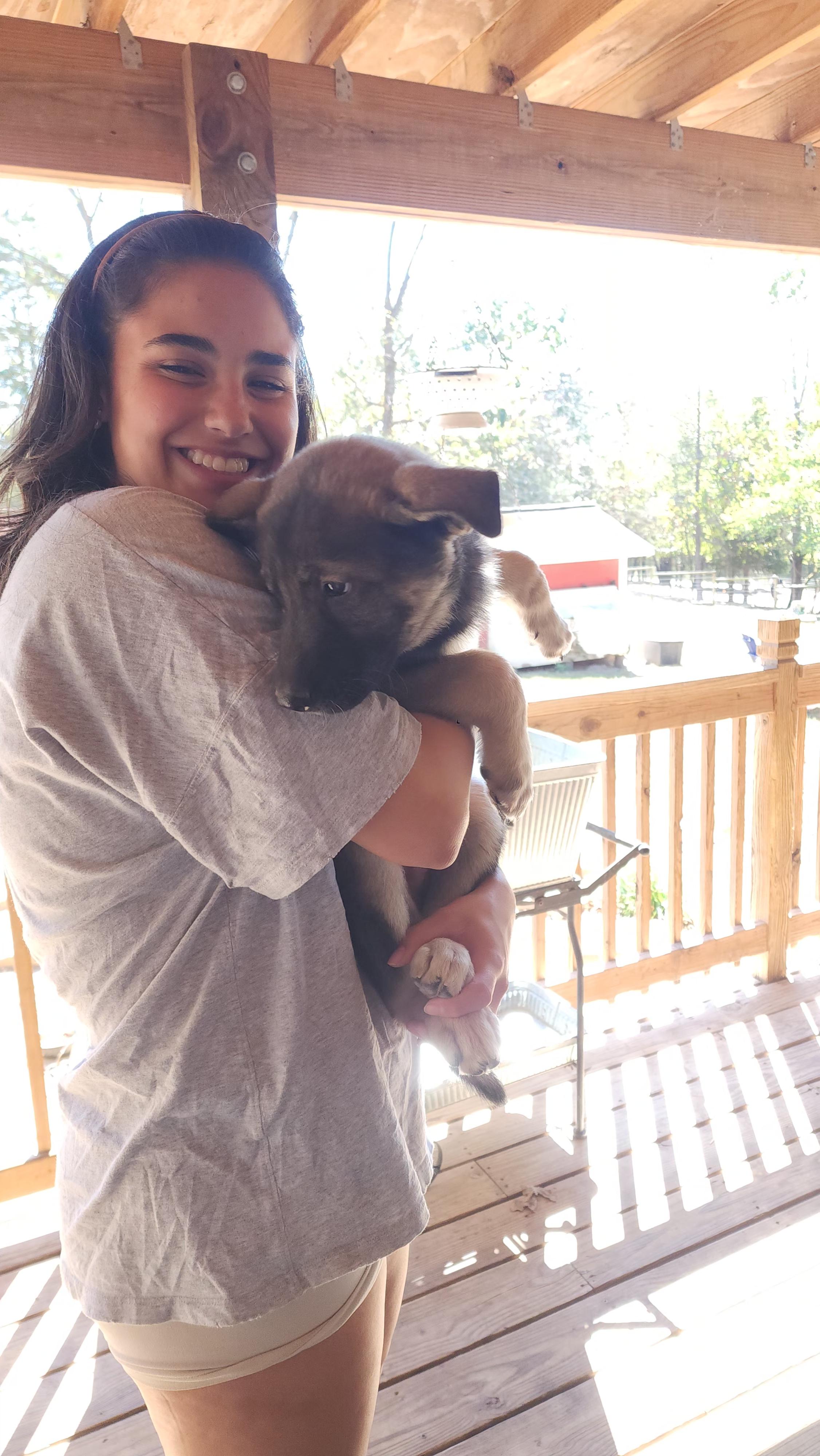 Enlarge Sarge, a Adopted German Shepherd Dog in Dittmer, MO image 3/4