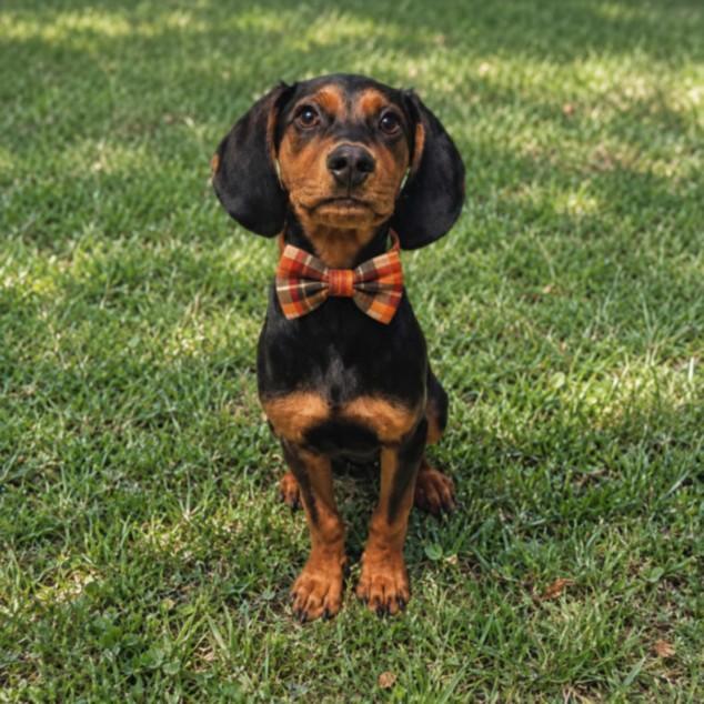 RUGER, Adoptable, Puppy Male Black and Tan Coonhound & Plott Hound.