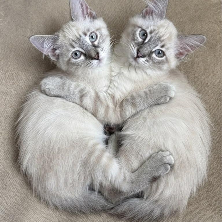 Snowball and Sweet Pea, adopted, Kitten Female Siamese & Domestic Medium Hair.