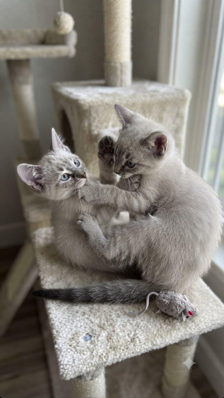 Snowball and Sweet Pea, an adopted mixed breed in Encinitas, CA image 6/6