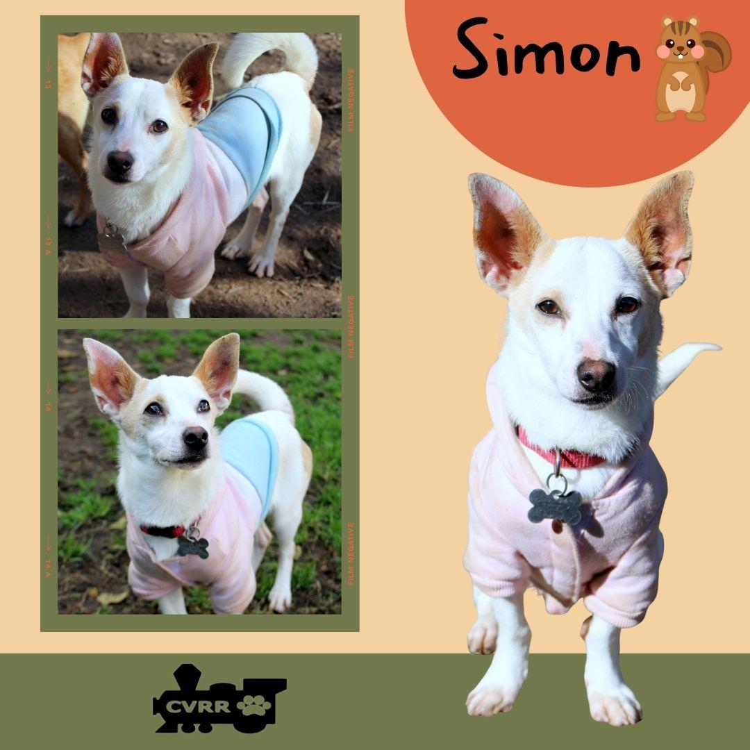 Enlarge Simon, a Adoptable mixed breed in LINDSAY, CA image 1/1