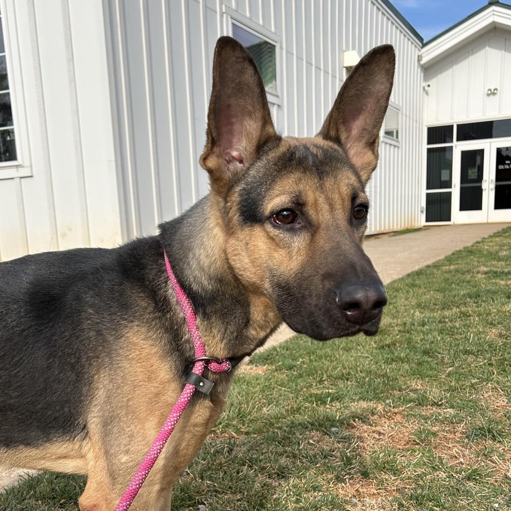 Lynyrd — thumbnail 2