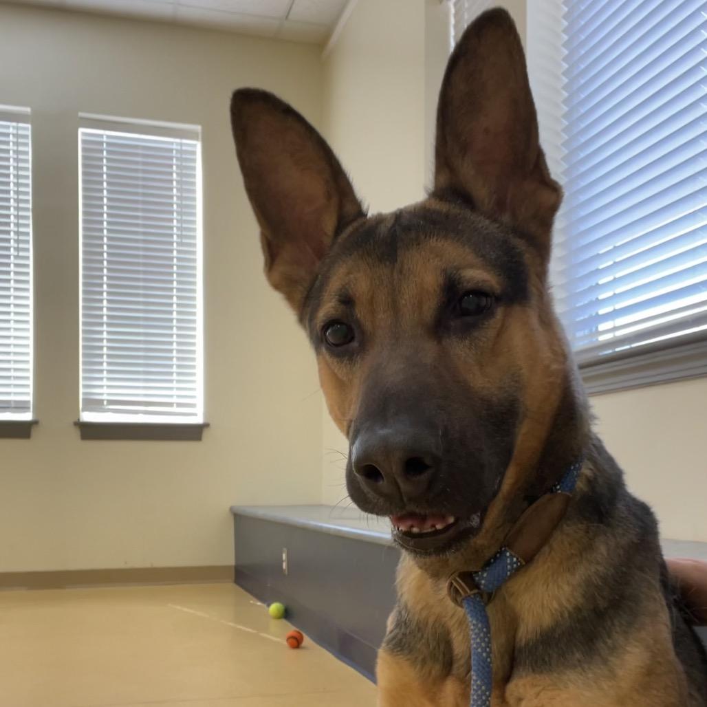 Lynyrd — thumbnail 3