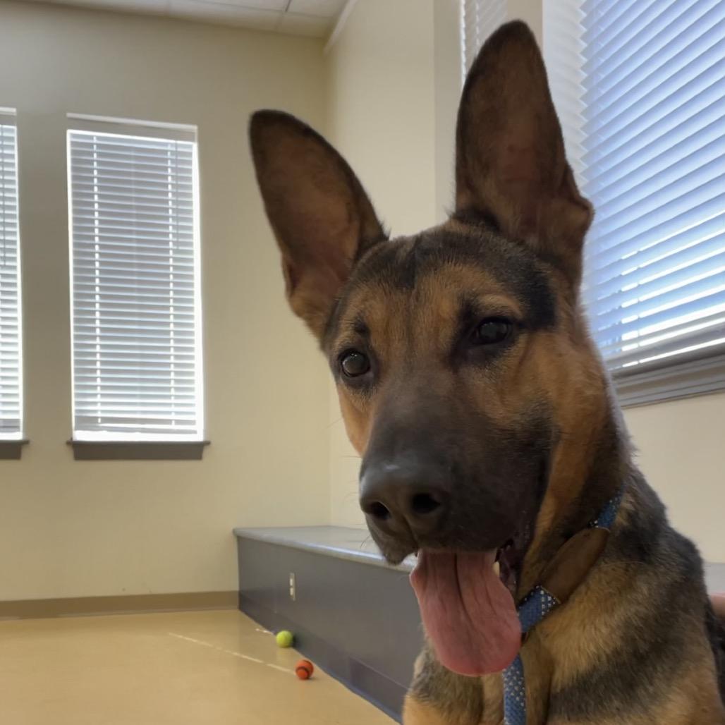 Lynyrd — thumbnail 4