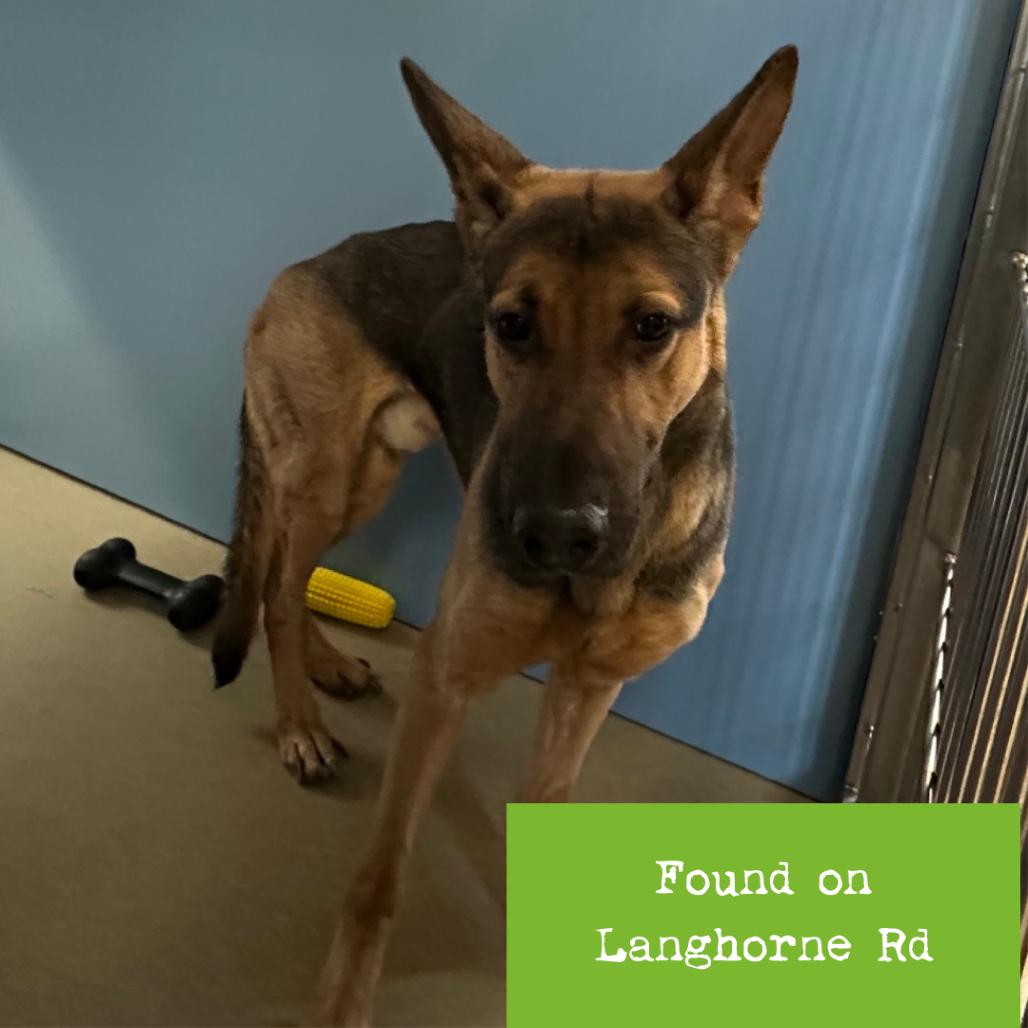 Lynyrd — thumbnail 5