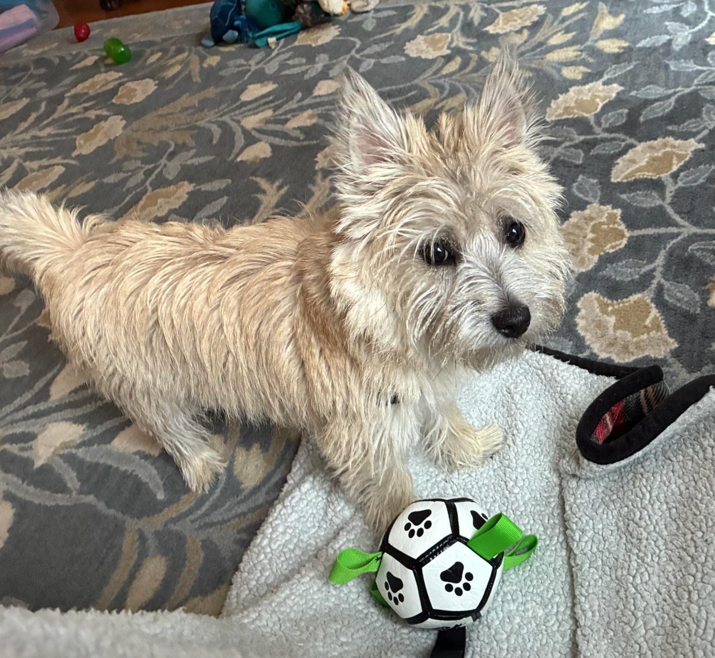 Enlarge Tully, a ADOPTABLE Cairn Terrier in Hillsdale, NY image 2/2