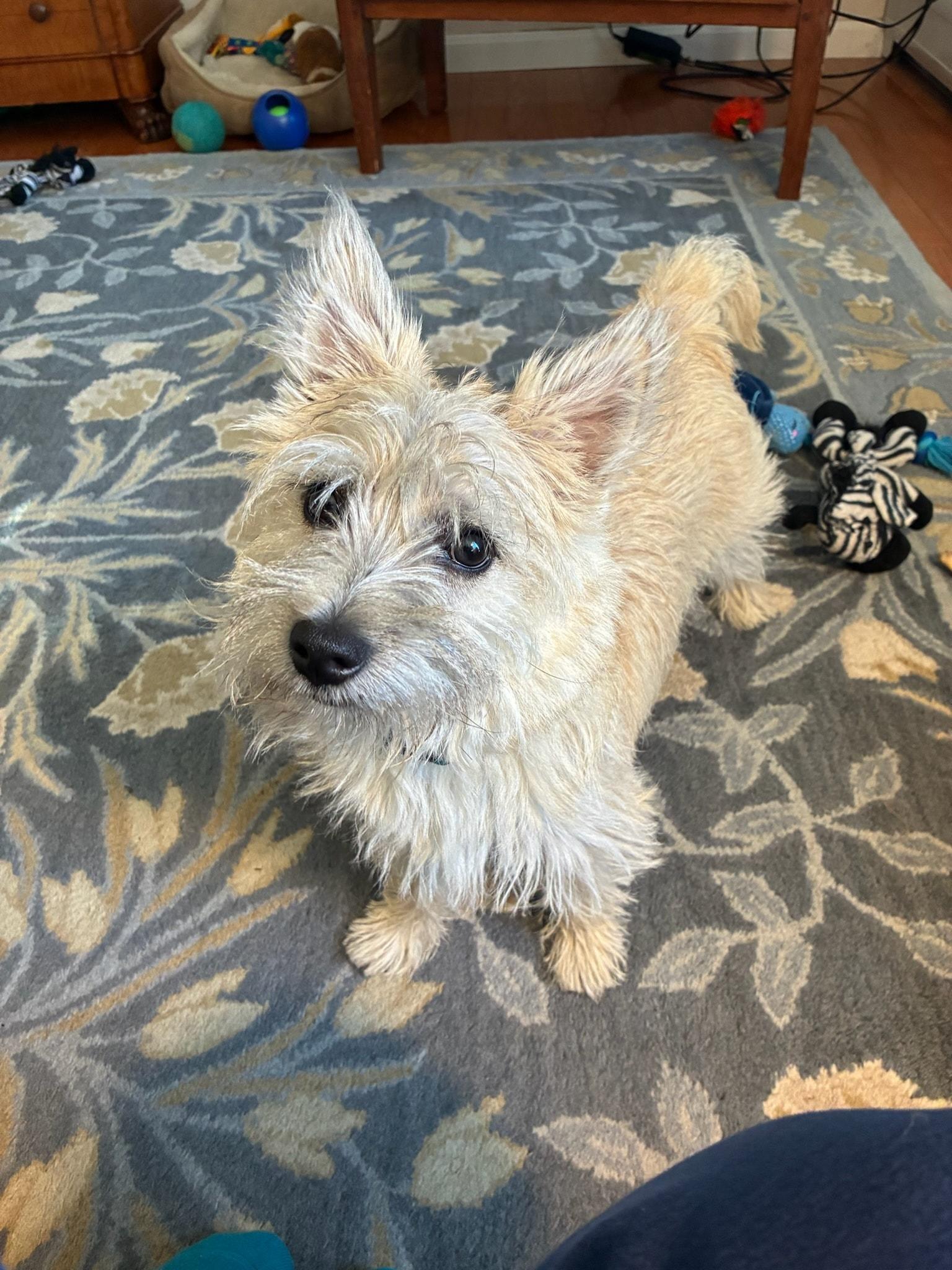 Enlarge Tully, a ADOPTABLE Cairn Terrier in Hillsdale, NY image 1/2