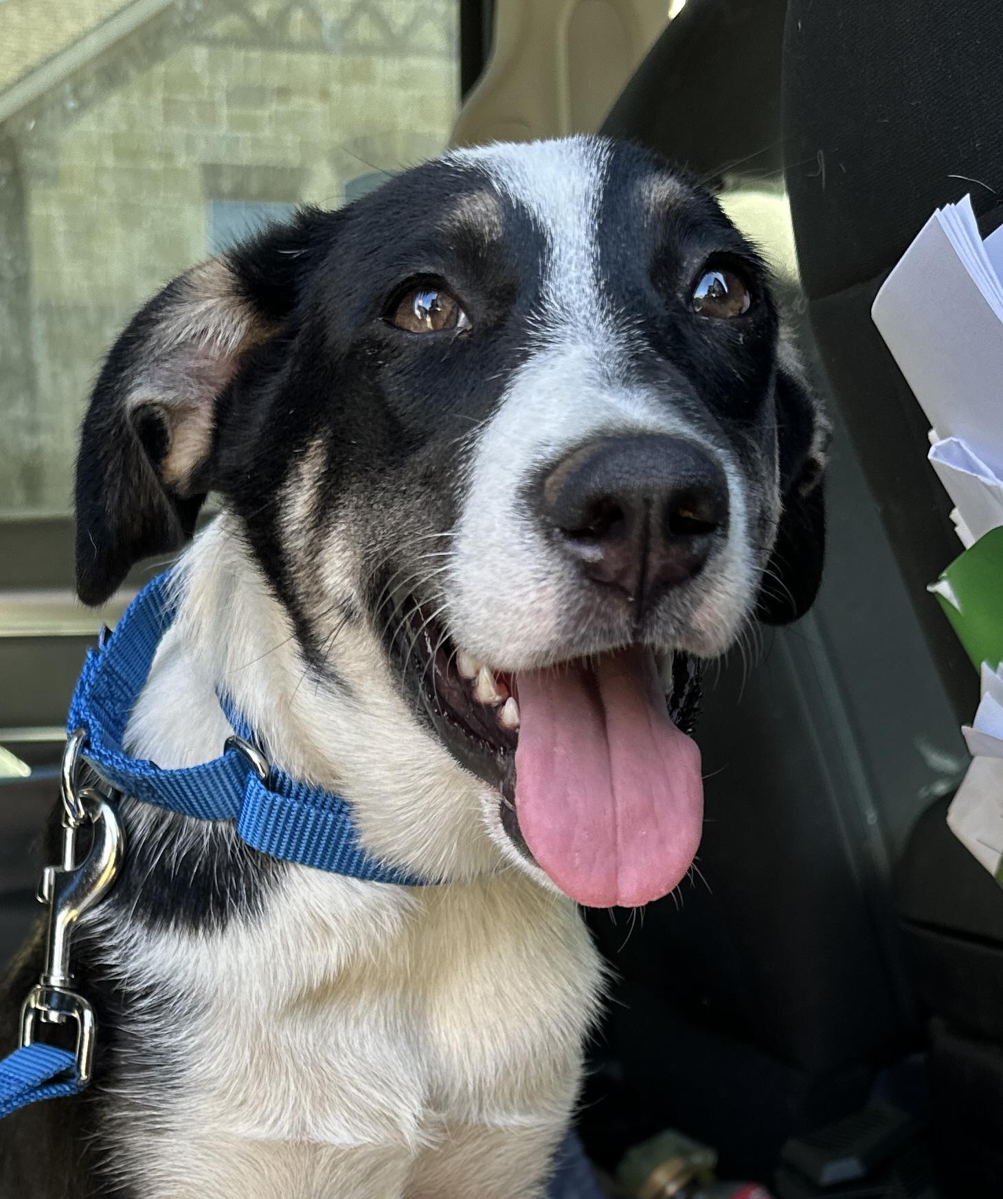 Enlarge RAVEN, a Adoptable mixed breed in ROWLETT, TX image 6/6