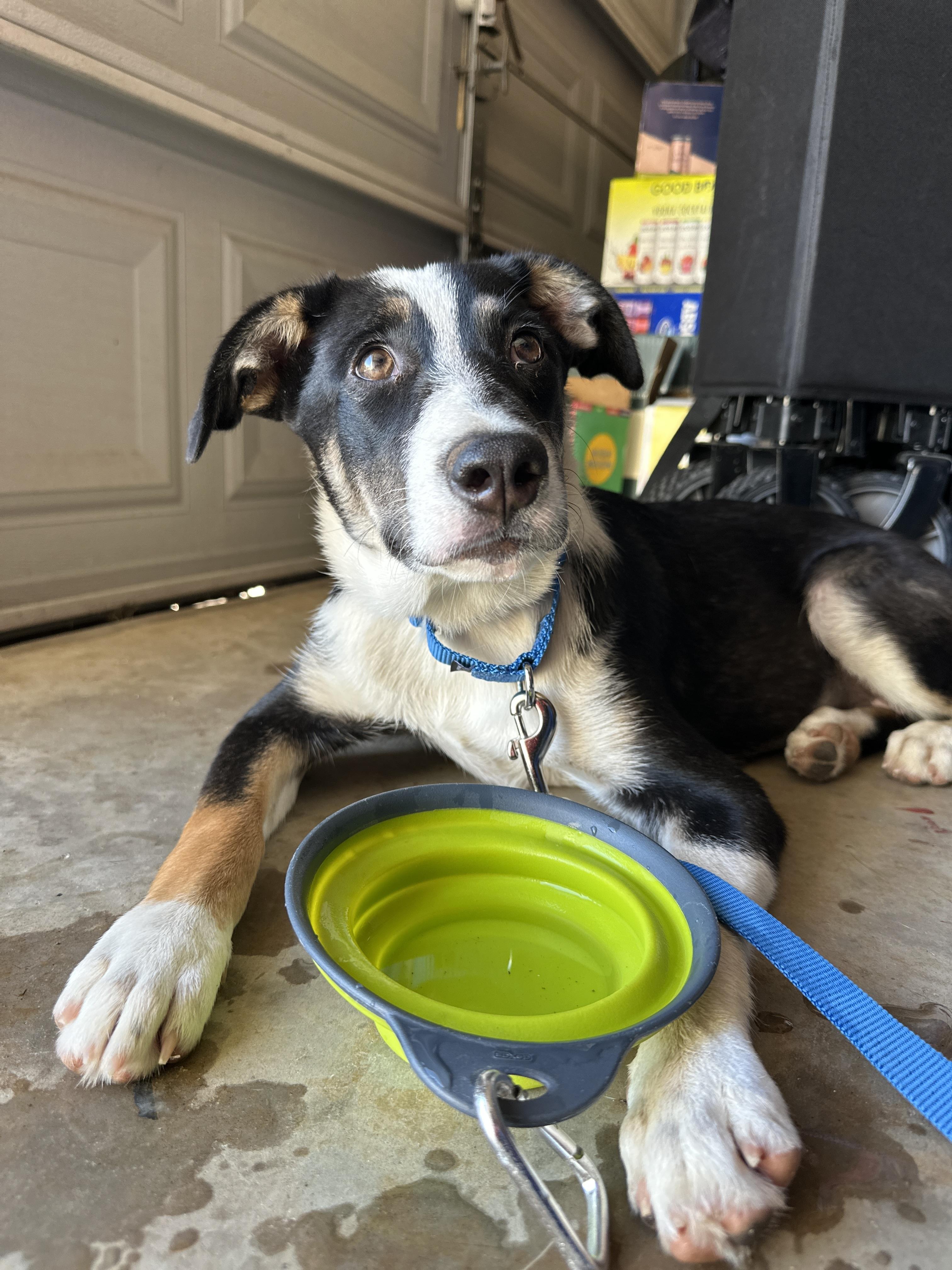 Enlarge RAVEN, a Adoptable mixed breed in ROWLETT, TX image 5/6