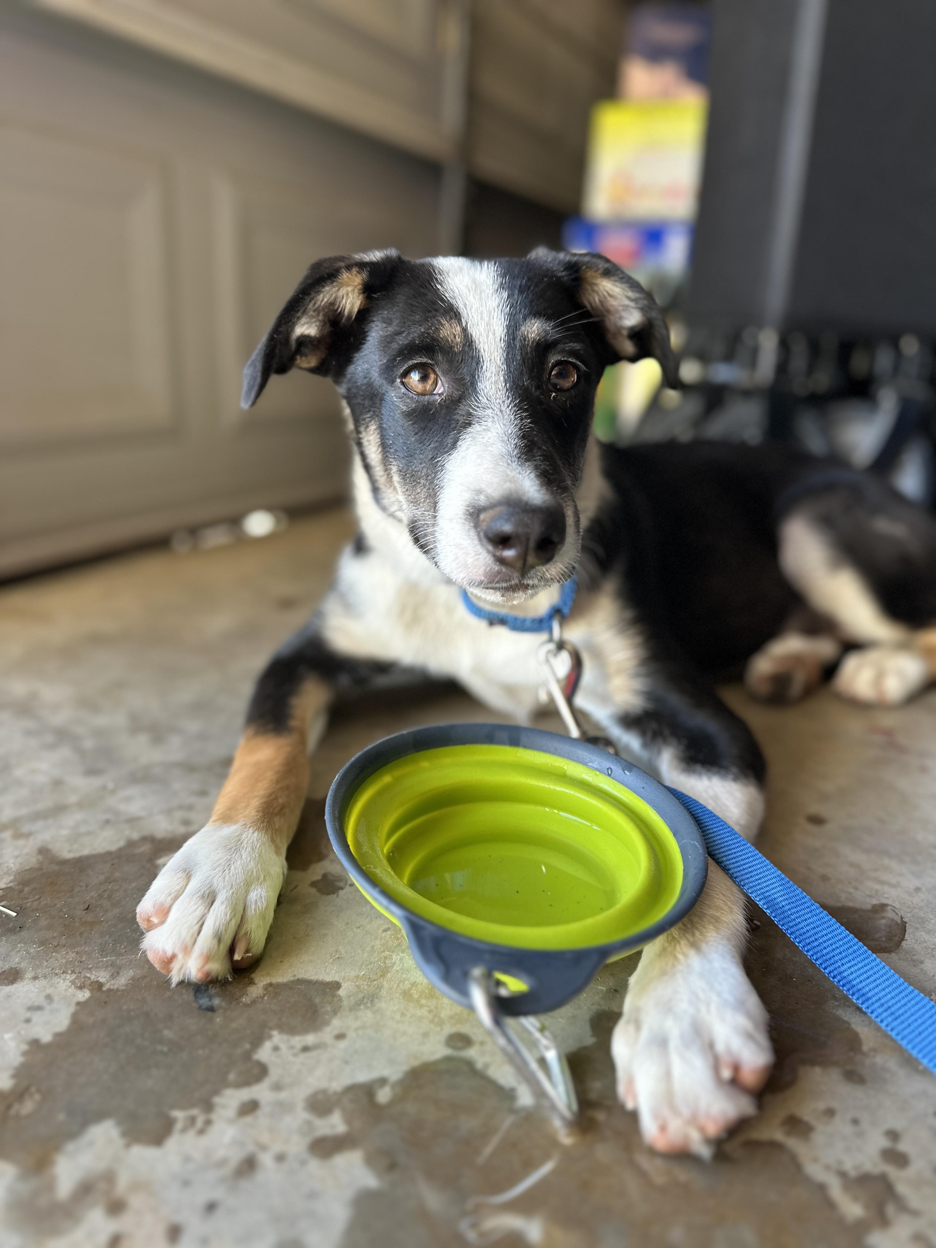 Enlarge RAVEN, a Adoptable mixed breed in ROWLETT, TX image 4/6