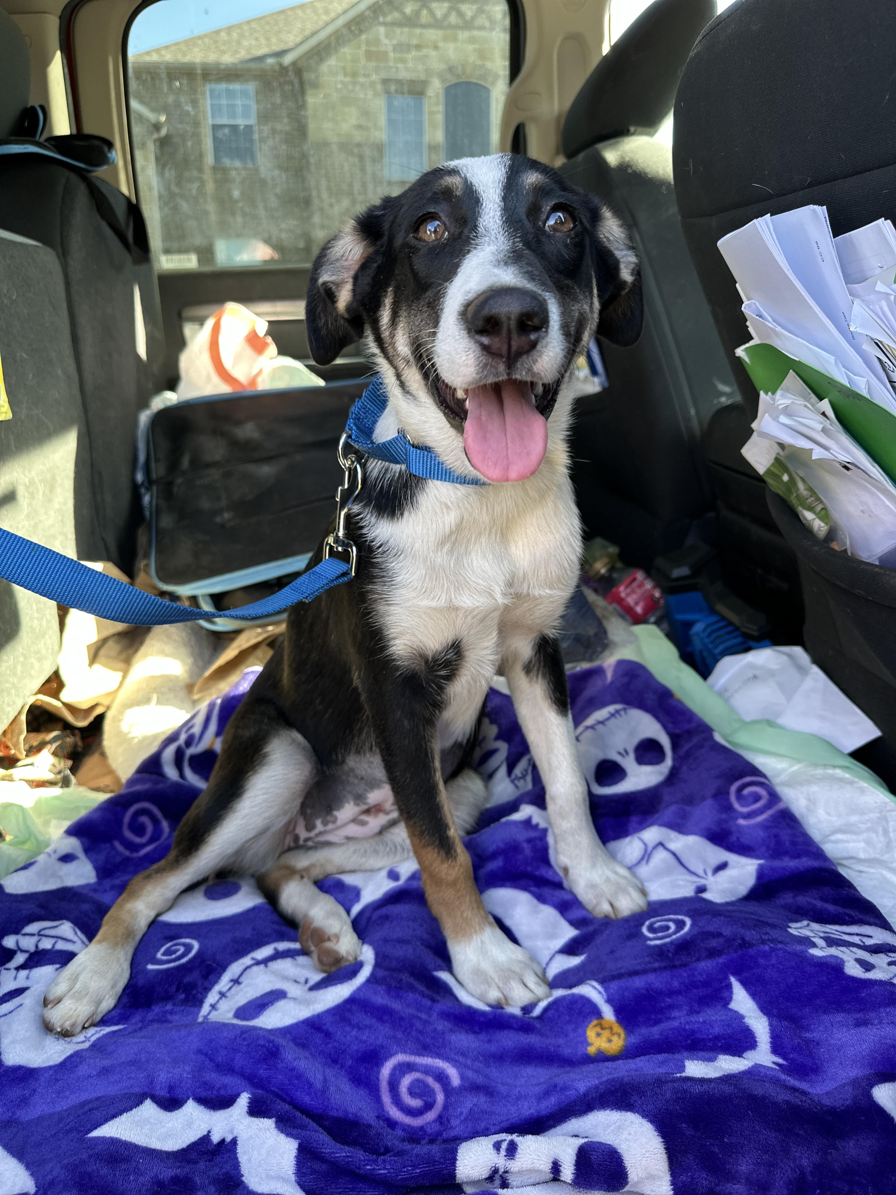 Enlarge RAVEN, a Adoptable mixed breed in ROWLETT, TX image 3/6