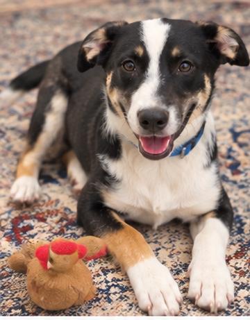 Enlarge RAVEN, a Adoptable mixed breed in ROWLETT, TX image 2/6