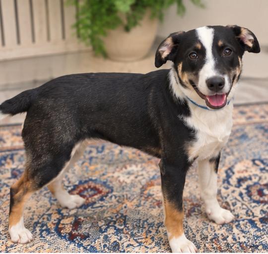 Enlarge RAVEN, a Adoptable mixed breed in ROWLETT, TX image 1/6