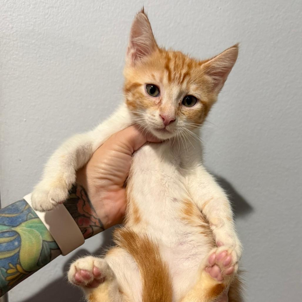 Ellis, a Adoptable Domestic Short Hair in Simi Valley, CA image 1/2