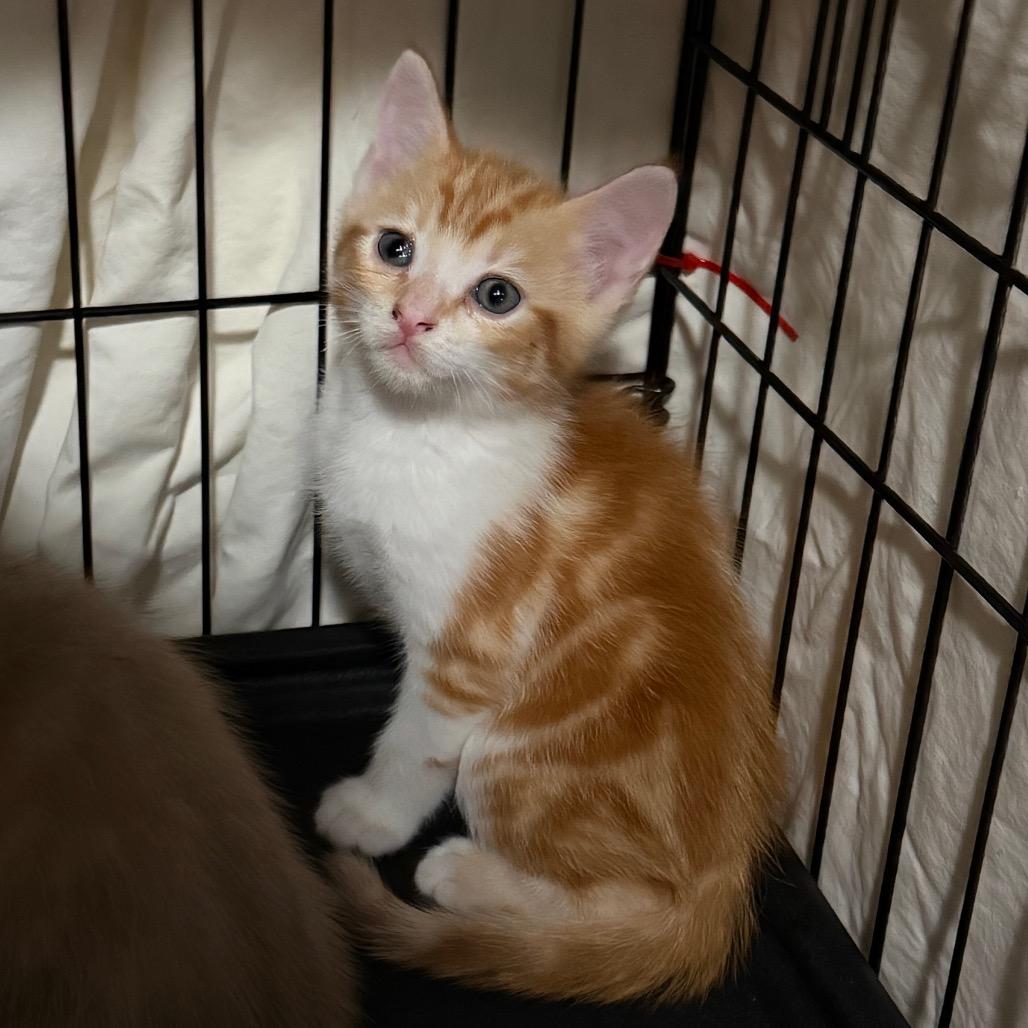 Ellis, a Adoptable Domestic Short Hair in Simi Valley, CA image 2/2