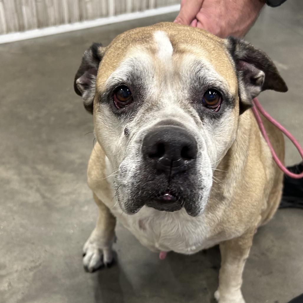 Enlarge Bailey, a Adoptable mixed breed in Tampa, FL image 1/2