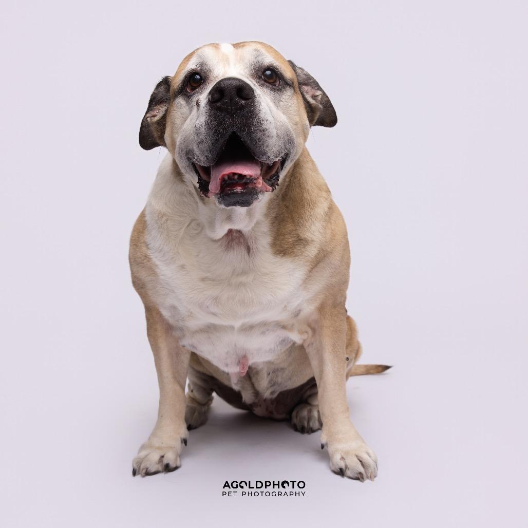 Enlarge Bailey, a Adoptable mixed breed in Tampa, FL image 2/2