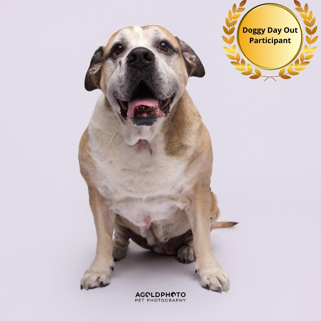 Enlarge Bailey, a Adoptable mixed breed in Tampa, FL image 3/3