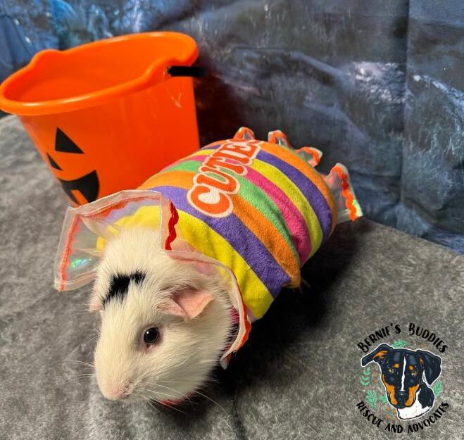 Kiki, adopted, Senior Female Guinea Pig.