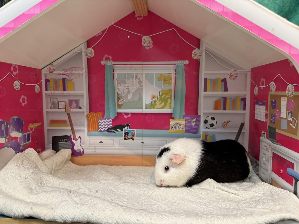 Enlarge Kiki, an adopted Guinea Pig in Huntington, WV image 2/5