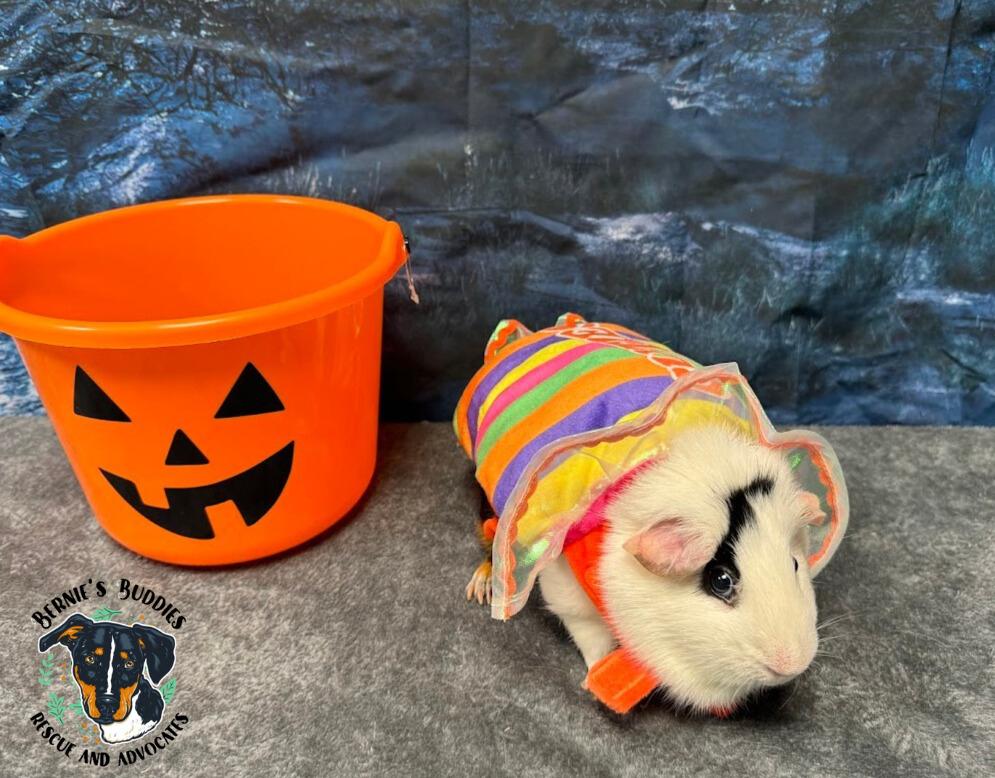 Enlarge Kiki, an adopted Guinea Pig in Huntington, WV image 3/5