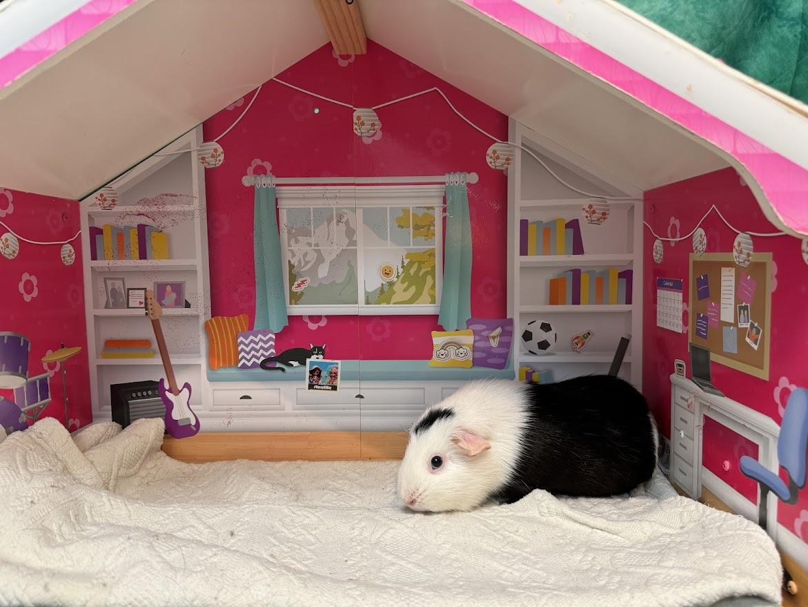 Kiki, adopted, Senior Female Guinea Pig.