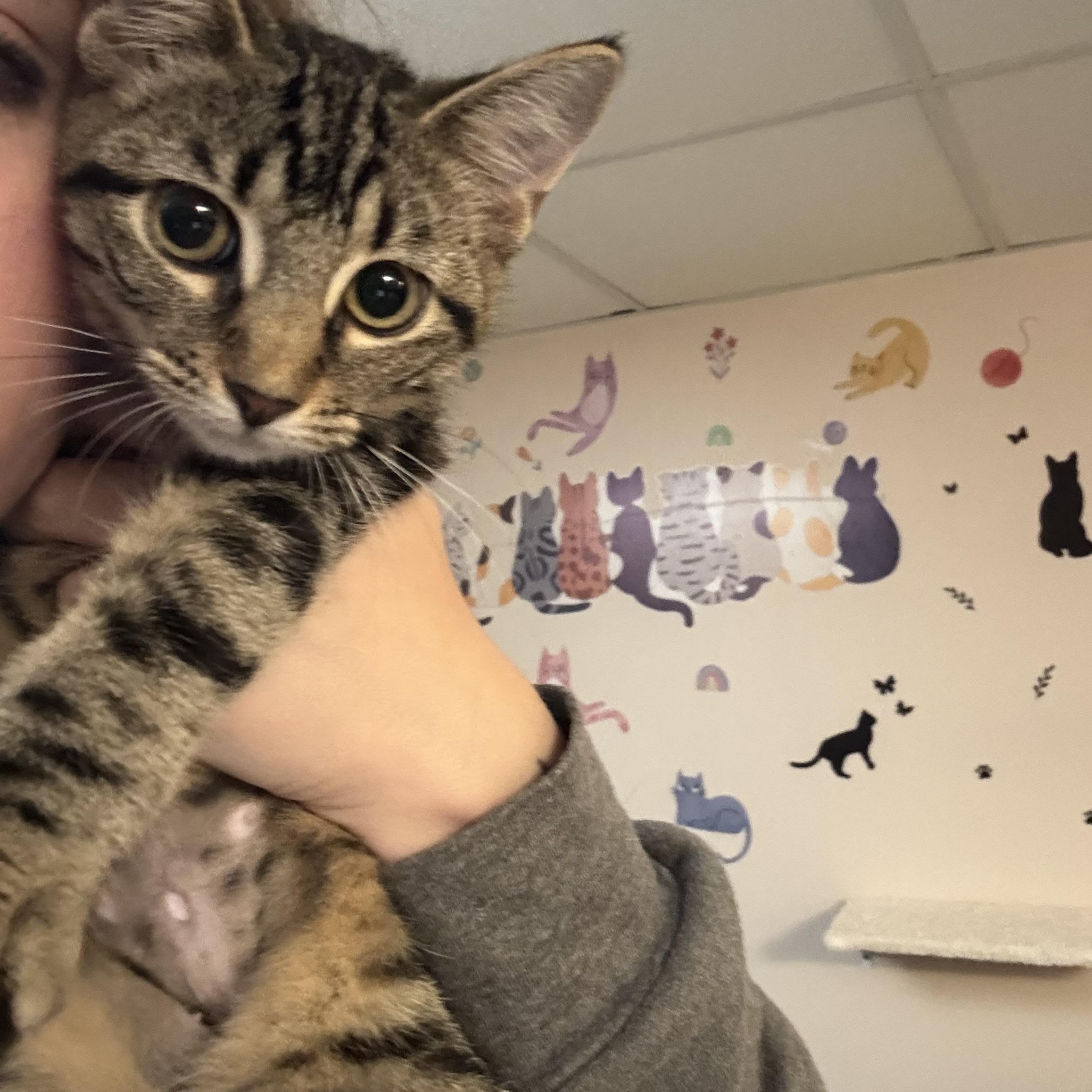 Enlarge MISO, a Adoptable Domestic Short Hair in Hamilton, NJ image 2/5