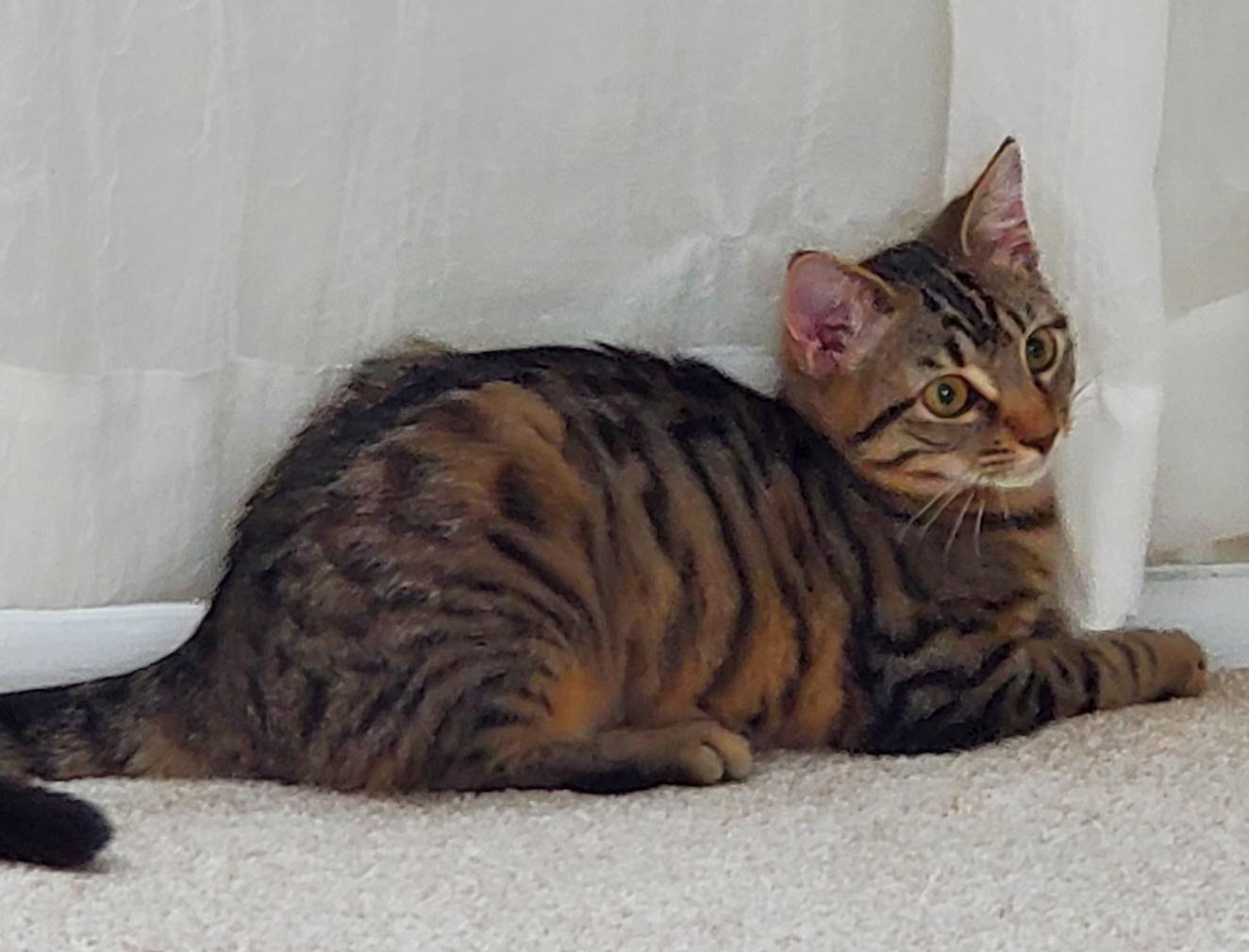 Enlarge MISO, a Adoptable Domestic Short Hair in Hamilton, NJ image 5/5