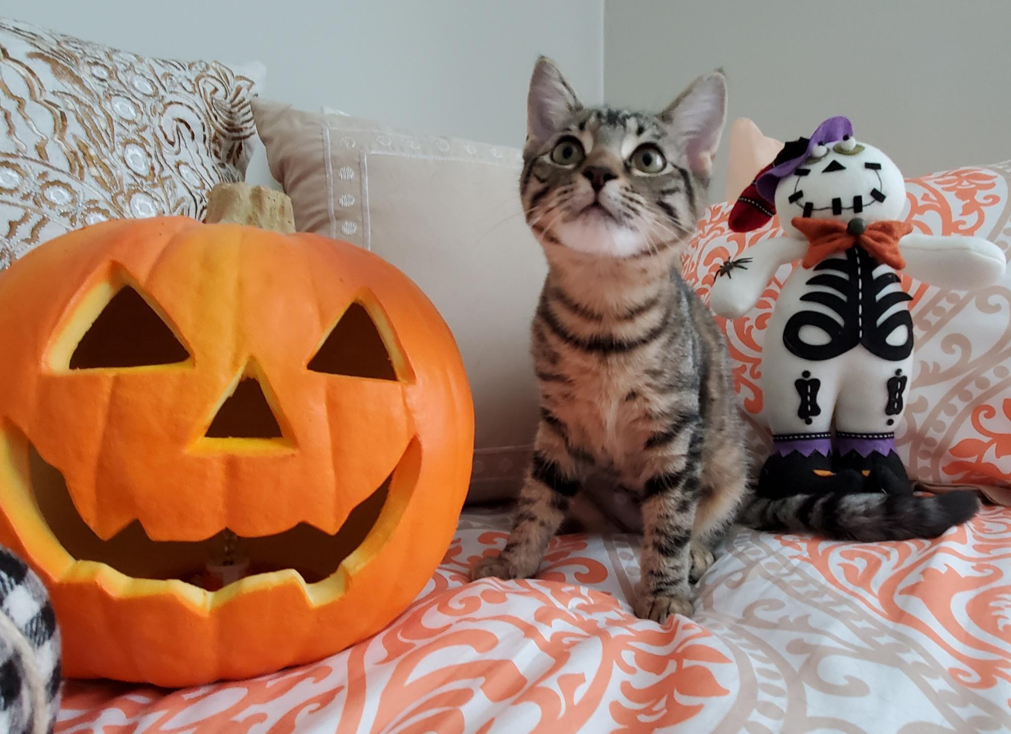 Enlarge MISO, a Adoptable Domestic Short Hair in Hamilton, NJ image 3/5