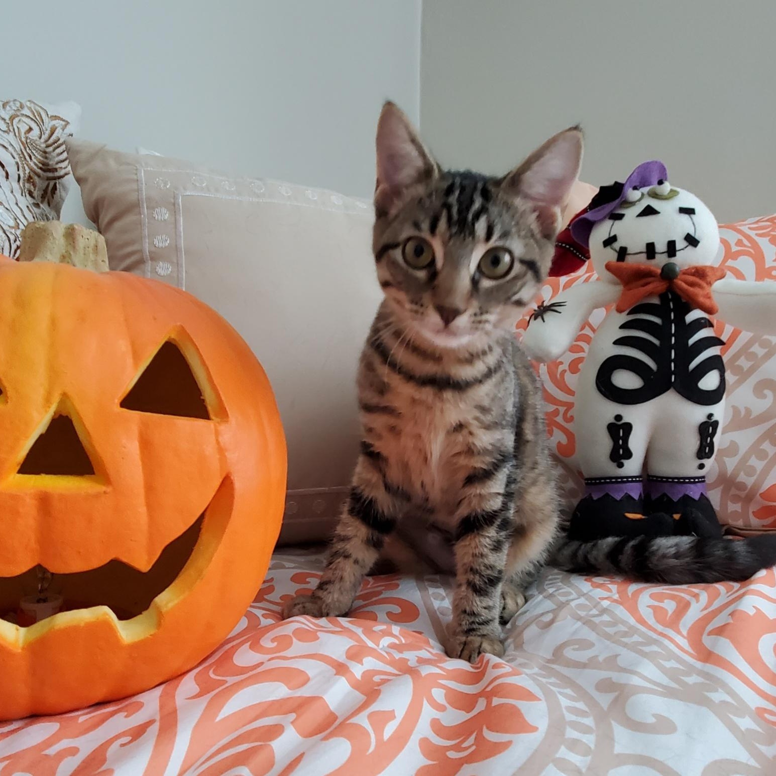 Enlarge MISO, a Adoptable Domestic Short Hair in Hamilton, NJ image 1/5
