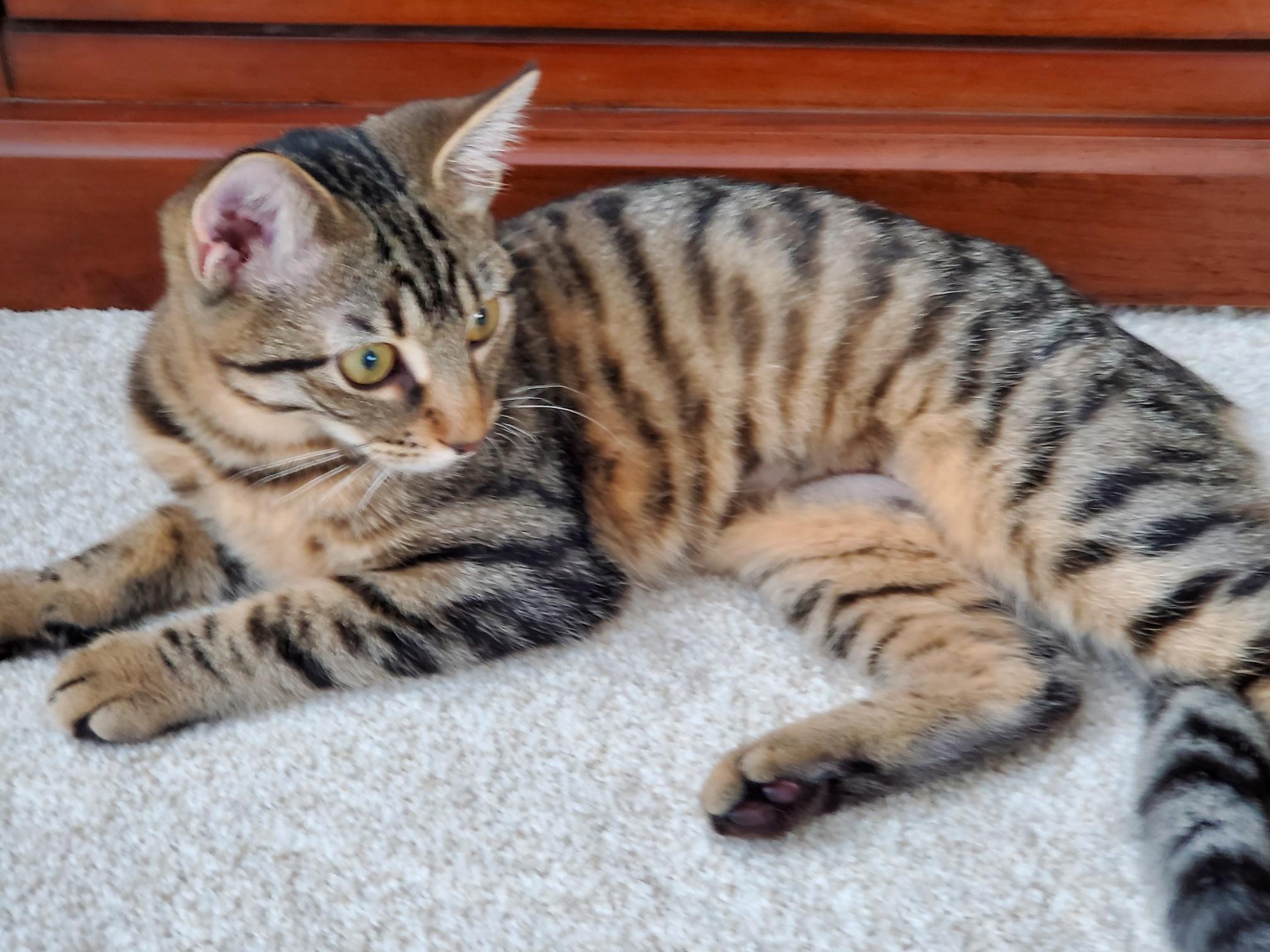 Enlarge MISO, a Adoptable Domestic Short Hair in Hamilton, NJ image 4/5
