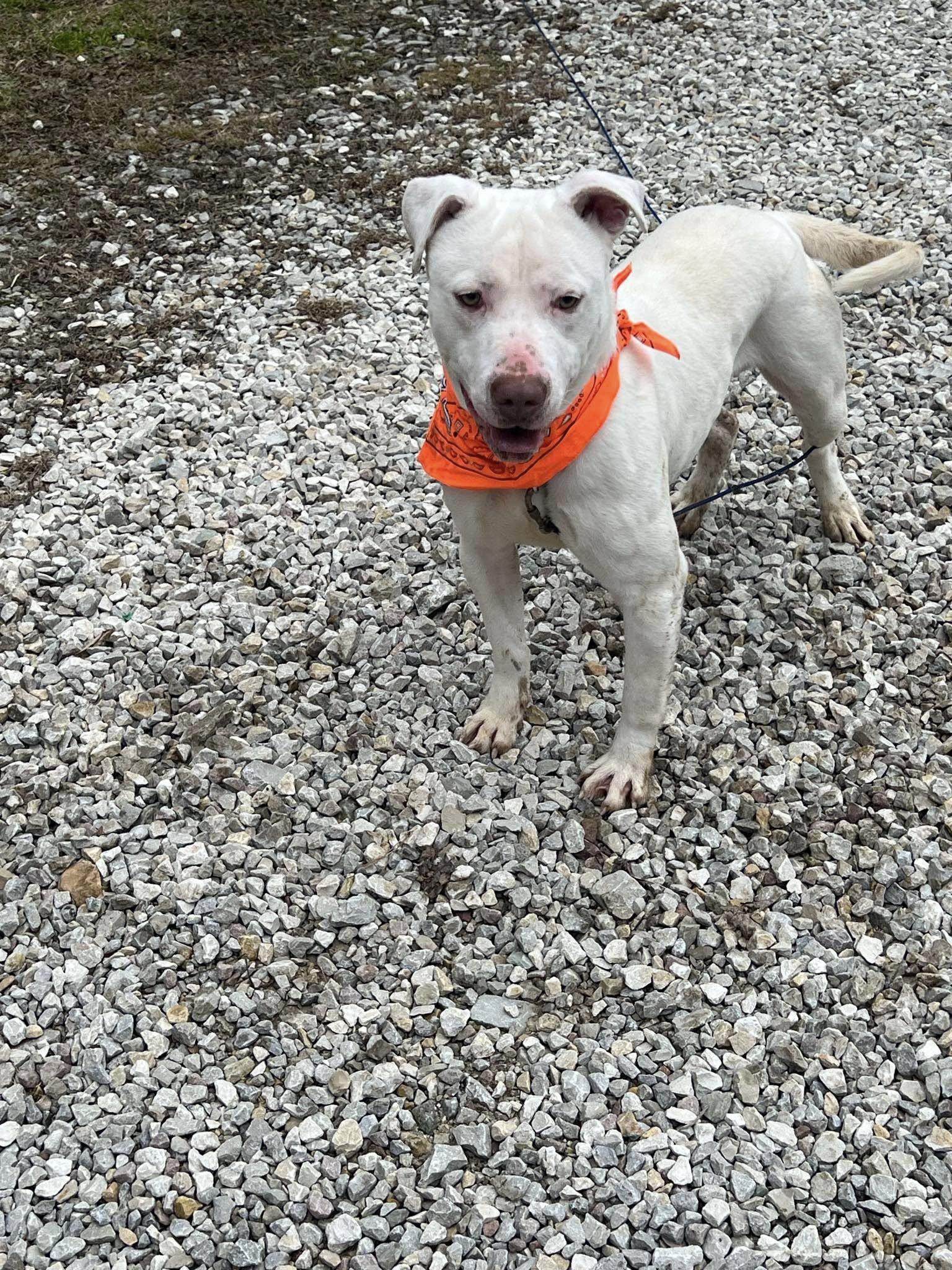 Ghost (20260227-01) — thumbnail 3