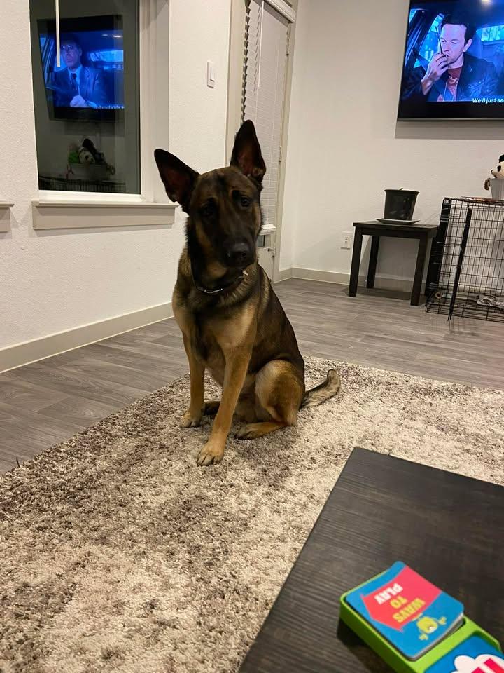 kaiser, a Adoptable Belgian Shepherd / Malinois in Katy, TX image 2/3